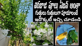 Virajaji Flowers growing|Jasmine plant care|seeds winner|Jasmine ela penchali|Malle Chettu penchatam