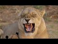 the misfit lion documentary cine animals