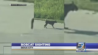 Bobcat sighting in Sioux City