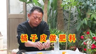 万能“橘子皮”，养花好宝贝，做到这步骤功效翻一倍！