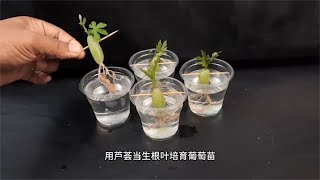 用芦荟当生根液，水培葡萄苗，操作非常简单