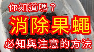 【 蟲蟲作戰 】實測消除果蠅的有效方法-總結