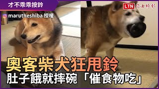 小孩才按鈴！奧客柴犬狂甩鈴 肚子餓就摔碗「催食物吃」