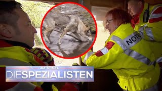 Spezialisten in Gefahr! 😱 Notärzte werden von einem WOLF festgehalten 🐺 ​| Die Spezialisten | SAT.1