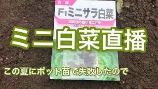 【ミニ白菜】白菜の種は直播きがいい！？　白菜は太い根が1本出るので移植に伴う根を痛めるリスクを避ける　タイニーシュシュ