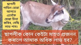 ছাগলীক কোনটো কেইটা মাহত প্ৰজনন কৰালে আমাক অধিক লাভ হব?