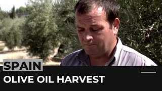 Heatwave threatens Spain's olive oil production