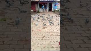 ପାରା  🕊️ #pigeon ❤️🕊️ # 1 subscribe please # कबूतर🤍 🕊️ beautiful ❤️