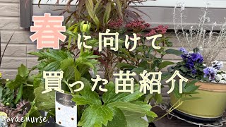 【ガーデニング】おしゃれ庭ベランダガーデニング🌷春の購入苗紹介と花壇の土作りと植え付け🌷【看護師の暮らし】