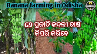 G9 ପ୍ରଜାତି କଦଳୀ ଚାଷ କିପରି କରିବେ // how to start G9 variety banana farming in odisha #banana #farming