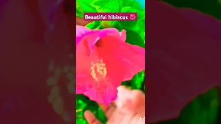 🌺అందమైన మందార పువ్వు beautiful hibiscus flower 🌺