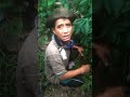 PANEN KUKUK PUPUK ARANG DAUN BAMBU#video #Labuair