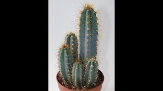 Keserek Kaktüs Çoğaltma. Cactus Reproduction by Cutting. #kaktus #cactus #duplication #trending