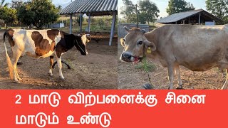 2 மாடு விற்பனைக்கு சினை மாடும் உண்டு || #radhakrishnanfarms