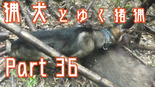 狩猟 Part 36　単犬・竹藪で猪を捕獲　70kg雄