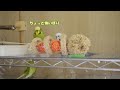 梵天セキセイインコ レオ様のピッコストーカー