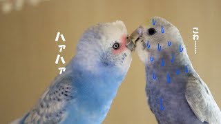 梵天セキセイインコ レオ様のピッコストーカー