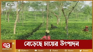 ৭ মাসে লক্ষ্যমাত্রার প্রায় ৫১ ভাগ চা উৎপাদন হয়েছে | Orthojog | Ekattor TV