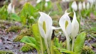 ミズバショウ見頃　六甲高山植物園