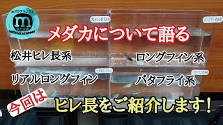 ヒレ長メダカについて語ろう！