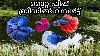 ബെറ്റ ഫിഷ് ബ്രീഡിങ്ങ് റിസൾട്ട്‌/BETTA FISH BREEDING RESULTS# #betta #bettafish #bettaindonesia