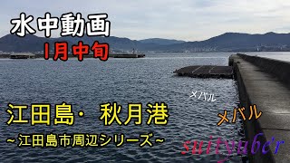 釣り人目線の水中動画　秋月港（江田島）2022.1