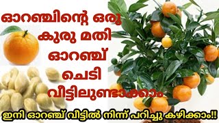 ഇനി ഓറഞ്ച് വീട്ടിൽ നിന്ന് പറിച്ചെടുക്കാം | വിത്തിൽ നിന്ന് ചെടിയുണ്ടാക്കാം | Orange plant from seeds