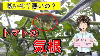 【トマトの栽培】気根はなぜ出るのか？出ても大丈夫なのか？