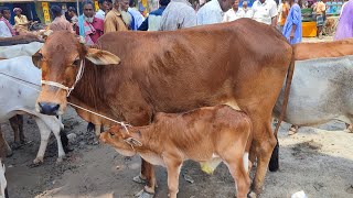 আজ ৩ জুন | এ হাট থেকে কিনে অন্য হাটে বিক্রি করেন তারা | বাছুরসহ দেশাল গাভী গরুর দাম | লাহিড়ী হাট