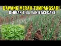 MENANAM BAWANG MERAH TUMPANG SARI DENGAN TIGA VARIETAS CABE