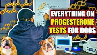 Everything you need to know about dogs & progesterone testing! (Progesterone 101) *UPDATED*
