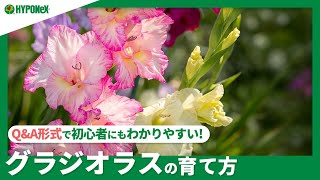 ☘139：グラジオラスの育て方｜花後の球根は掘り出したほうが良い？水やりや肥料など日々の管理をご紹介