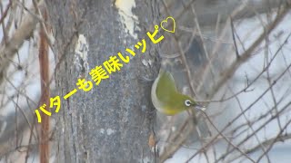 まるおの母　まるこの宿根草と低木の庭　2025 02 21 朝、うっすらと雪化粧した庭も、暖かくなりました。ジョウビタキ♂のチッチは、何度もミルワームのおかわりをして食欲旺盛。牛脂の代用品は、バター🧈