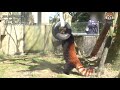 パンダはパンダでもレッサーパンダmini♪【平川動物公園】メロディのリンゴタイムの続きの巻