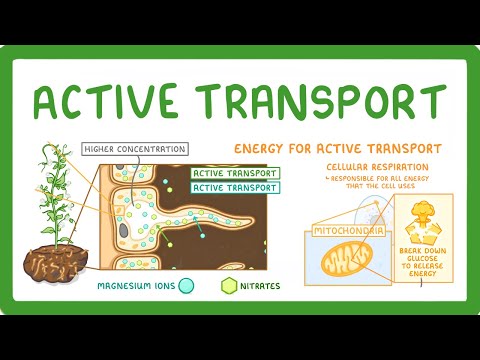 Why is a root hair cell important?