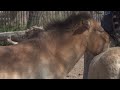 The Przewalski Horse
