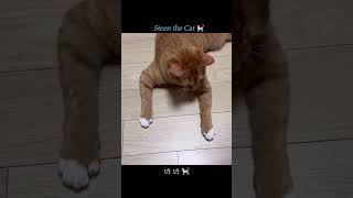 최스틴 VLOG | 도리도리 사냥 중 #고양이브이로그 #고양이일상 #고양이영상 #새끼고양이 #kitten #catvideos #catvlog