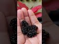 Petik Buah Murbei//Mulberry//MORUS ALBA