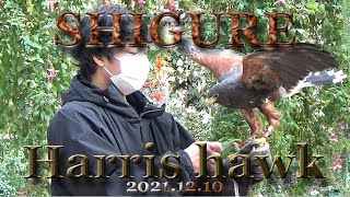 富士花鳥園　バードショー　2021.12.10　ハリスホークのシグレくん