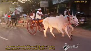 #PTRace காளையார் கோவில் சின்னமாடு இரண்டாம் சுற்று பந்தய திடல் bull race 12/01/2022