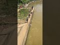 Woman trying to catch fish under dam for food at coutryside #fishtraps #fishing #fish #catchfoods