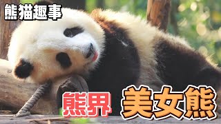 熊猫趣事，熊猫界的7大美女，来看看有没有你的心上熊吧#panda #熊猫 #百科 #萌宠 #花花 #福宝