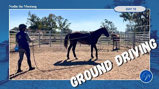 Building confidence with groundwork and ground driving (Day 19 with Nodin the Mustang)