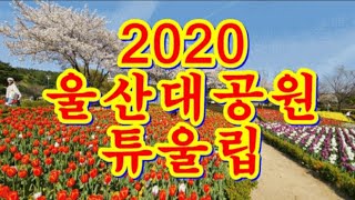 2020 울산대공원 튜울립