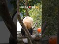 fubao ruibao huibao everland 福宝 辉宝 睿宝 姜爷爷 panda 에버랜드 푸바오 후이바오 루이바오 강철원사육사 오늘도 사랑해  ❤️