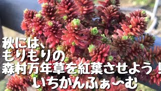 森村万年草の育て方