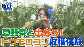 夏野菜と出会う！トウモロコシ収穫体験【地モトNEWS】2022/7/20放送