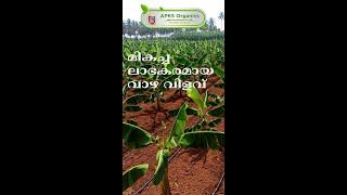 [Malayalam] Banana Organic Result From Our Farmers