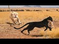 Big Mistake Leopard When Risking Her Life To Kidnap Lion Cub- The Lion Mother's Brutal Vengeance