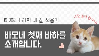 [길냥이 입양하기] 스트릿 출신 치즈냥 바하의 새 집 적응기